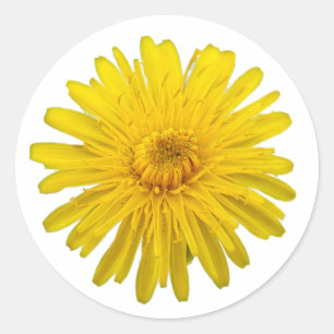 Yellow Dandelion Cutout Photo Classic Round Sticker
