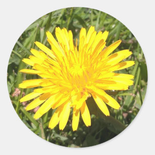 Yellow dandelion flower nature photo sticker