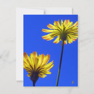 Yellow Dandelions Against Blue Sky Postcard