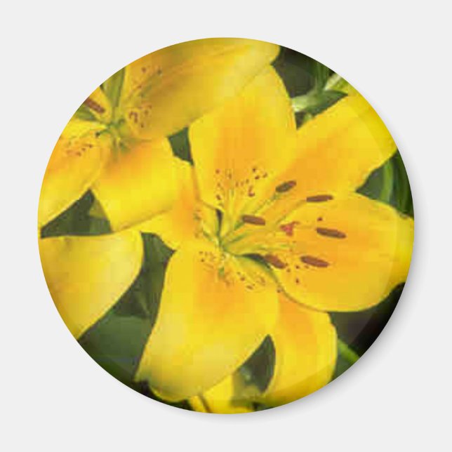 Yellow Dandielion Produck Magnet (Front)