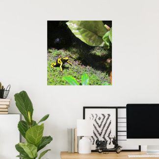 Yellow Dart Frog Poster