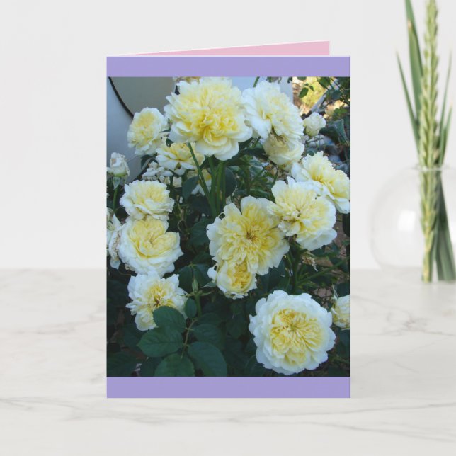 Yellow David Austin Roses Rose Garden flowers Card (Front)