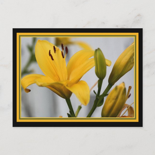 Yellow Day Lillies Postcard (Front)