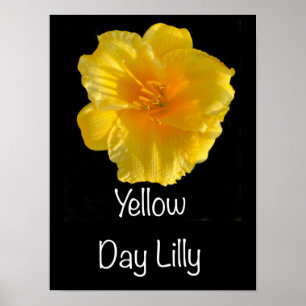 Yellow Day Lilly Poster 12”x16”