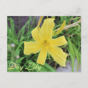 Yellow Day Lily # 1 Postcard