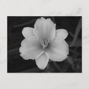 Yellow Day Lily Postcard