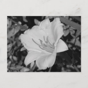 Yellow Day Lily Postcard