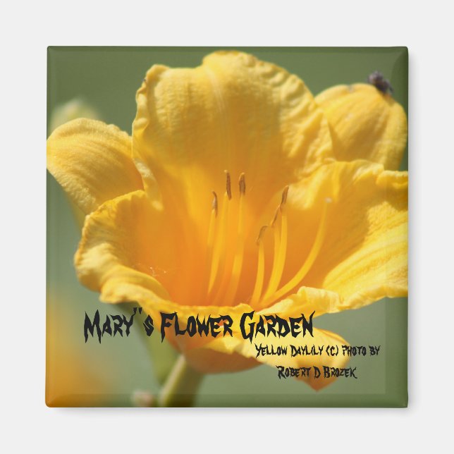 Yellow Daylilie Magnet (Front)