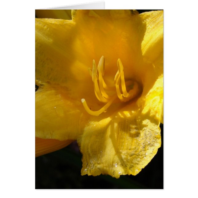Yellow Daylily (Front)