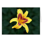 Yellow Daylily Flower with Red, Hemerocallis:
