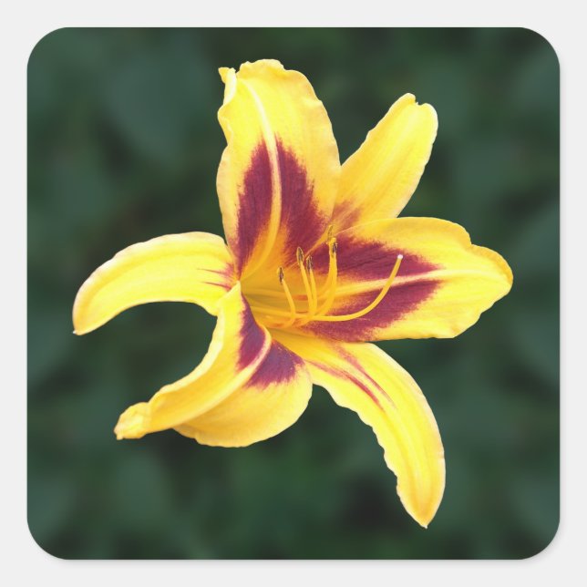 Yellow Daylily Flower with Red, Hemerocallis: Square Sticker (Front)
