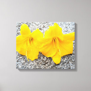 yellow daylily flowers in full bloom  canvas print