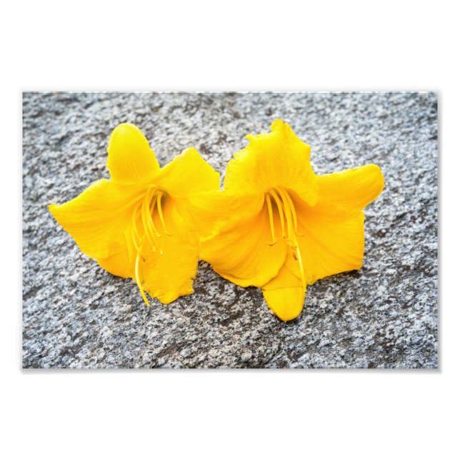 yellow daylily flowers in full bloom  photo print (Front)