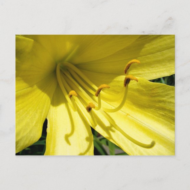 Yellow Daylily Postcard (Front)