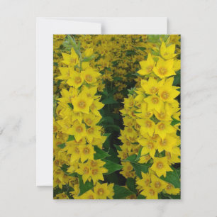 Yellow Delphinium Perennial Flowers Card