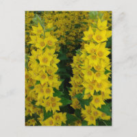 Yellow Delphinium Perennial Flowers