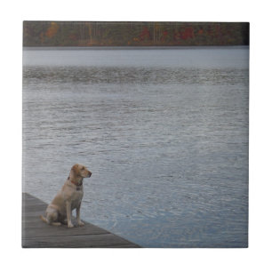 Yellow dog on dock tile