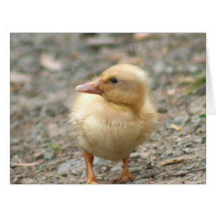 Yellow Duckling