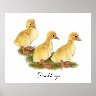 Yellow Ducklings Poster