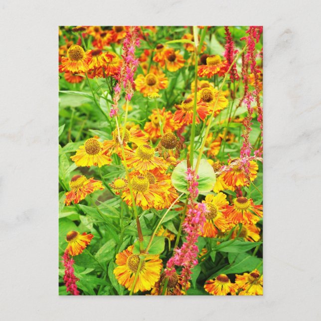 Yellow Echinacea Flowers Postcard (Front)