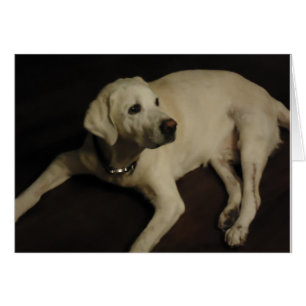 Yellow English Lab