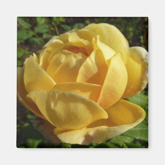 Yellow English Rose Magnet