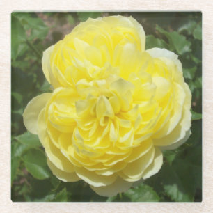 Yellow English Rose Photo Square Glass Coaster