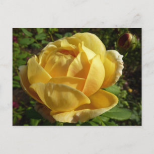 Yellow English Rose Postcard