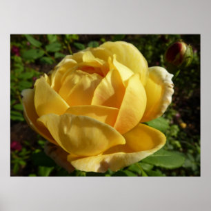 Yellow English Rose Poster
