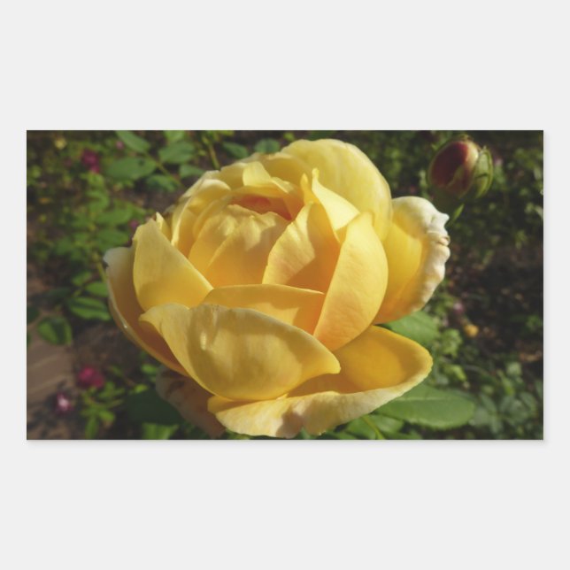 Yellow English Rose Rectangular Sticker (Front)