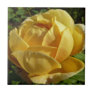 Yellow English Rose Tile