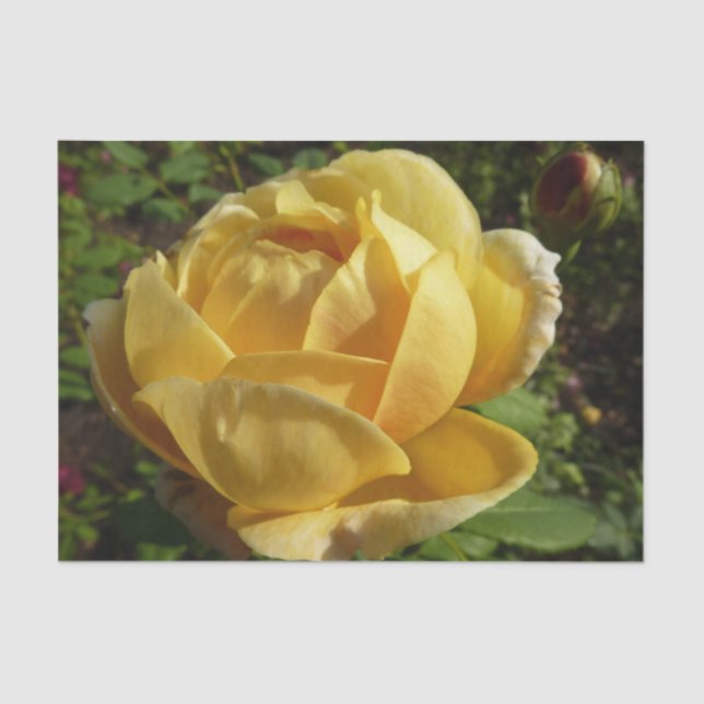 Yellow English Rose Tissue Paper (Front)