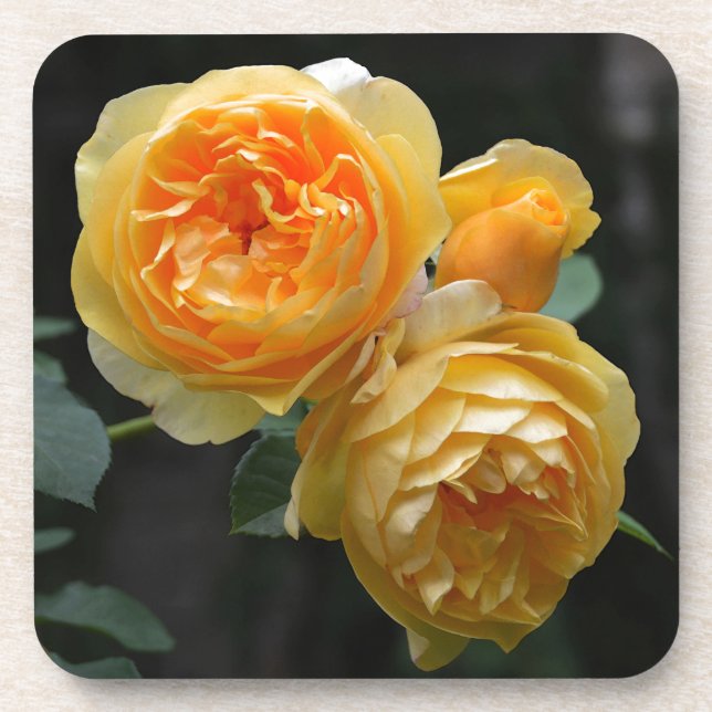 Yellow English Roses Coaster (Front)