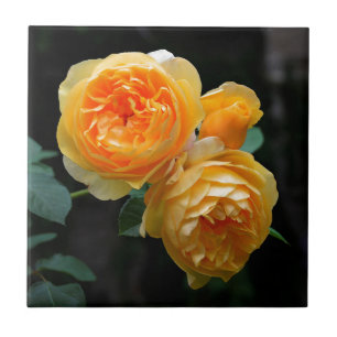 Yellow English Roses Tile