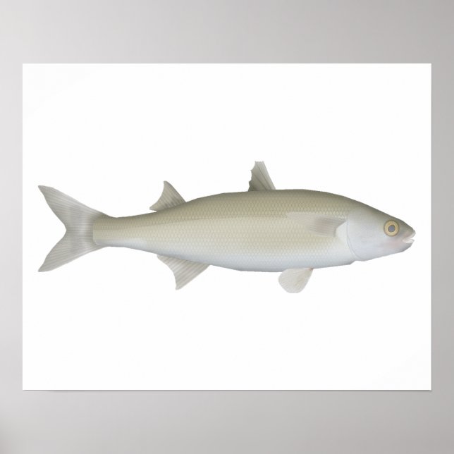 Yellow Eye Mullet Poster (Front)