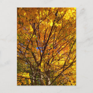 Yellow Fall Foliage Postcard