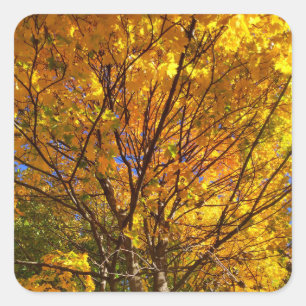Yellow Fall Foliage Square Sticker