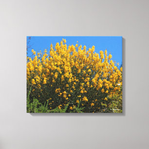 Yellow False Indigo / Wild Indigo / Horseflyweed Canvas Print
