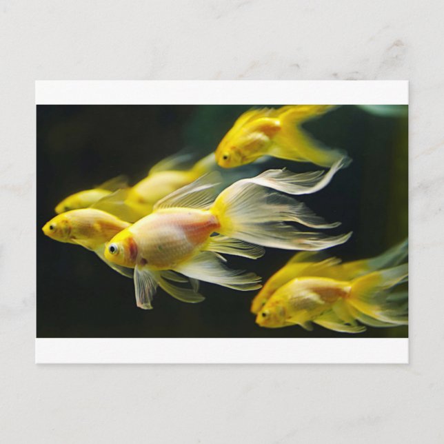 Yellow Fancy Aquarium Goldfish Postcard (Front)