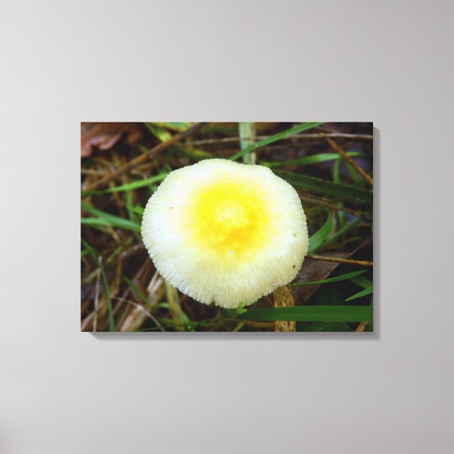 Yellow Field Cap Mushroom Canvas Print (Front)