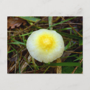 Yellow Field Cap Mushroom Postcard
