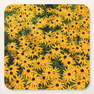 Yellow Field of Daisies - Flower - Coaster