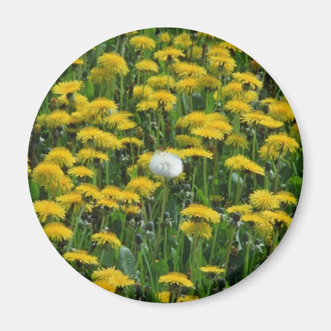 Yellow Field of dandelions in the Netherlands flow Magnet (Front)