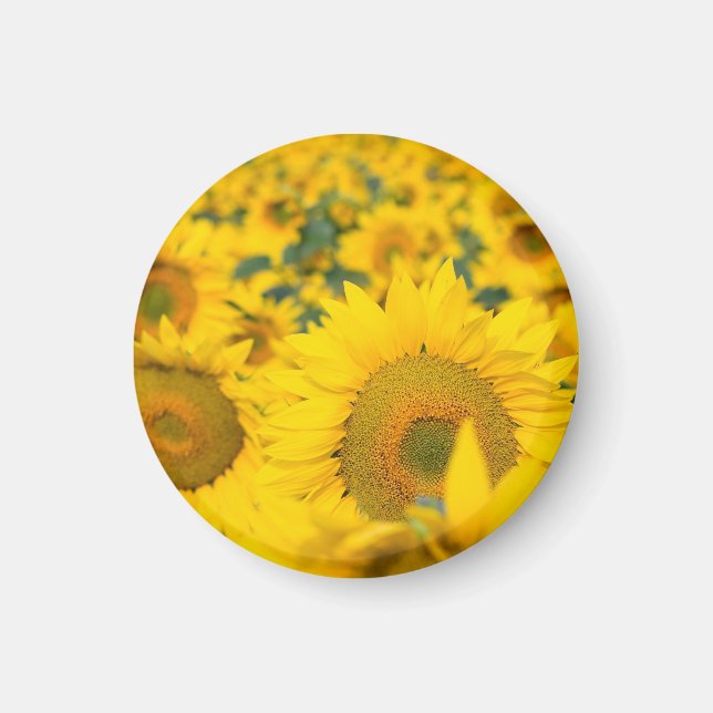 Yellow Field of Sunflowers Photograph Magnet (Front)