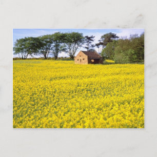 yellow Field of yellow rapeseed in North Yorkshire Postcard