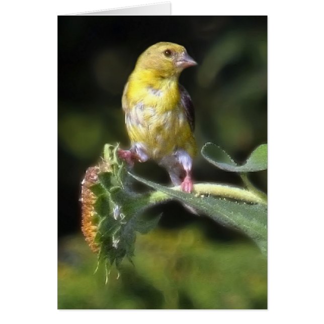 Yellow Finch (Front)