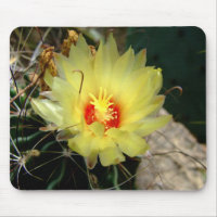Yellow fishhook cactus flower