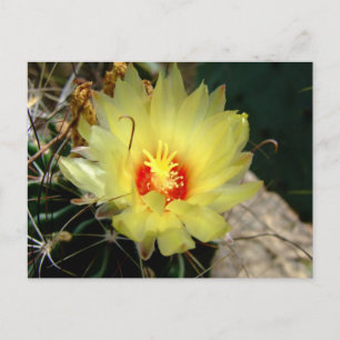 Yellow fishhook cactus flower postcard