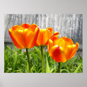 Yellow Flamed Red Tulips Poster