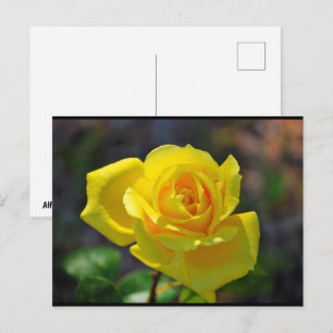 Yellow Floral Rose Postcard